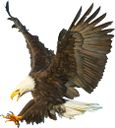 белоголовый орлан, хищная птица, семейство ястребиных, американская птица, птицы, bald eagle, bird of prey, hawk family, american bird, symbol of america, birds, weißkopfseeadler, greifvogel, falkenfamilie, amerikanischer vogel, symbol von amerika, vögel, pygargue à tête blanche, oiseau de proie, famille des faucons, oiseau américain, symbole de l'amérique, oiseaux, águila calva, ave de rapiña, familia halcón, ave americana, símbolo de américa, pájaros, aquila calva, rapace, famiglia del falco, uccello americano, simbolo dell'america, uccelli, águia careca, ave de rapina, família de falcão, pássaro americano, símbolo da américa, pássaros, білоголовий орлан, хижий птах, сімейство яструбиних, американська птиця, символ америки, птиці
