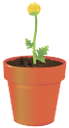 вазон, цветочный горшок, цветок гербера, flower pot, flower gerbera, blumentopf, blume gerbera, vase, pot de fleur, fleur gerbera, florero, maceta, flores de gerbera, vaso di fiori, vaso, vaso de flores, gerbera