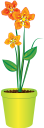 вазон, цветочный горшок, комнатное растение, цветы, флора, flower pot, houseplant, flowers, blumentopf, zimmerpflanze, blumen, pot de fleurs, pot de fleur, plante d'intérieur, fleurs, flore, maceta, planta de interior, vaso di fiori, pianta d'appartamento, fiori, flowerpot, vaso de flores, planta de casa, flores, flora, квітковий горщик, кімнатна рослина, квіти