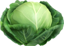 капуста, вилок капусты, белокочанная капуста, зеленый, овощи, еда, cabbage, forks of cabbage, white cabbage, green, vegetables, food, kohl, kohlgabeln, weißkohl, grün, gemüse, lebensmittel, chou, fourchettes de chou, chou blanc, vert, légumes, nourriture, repollo, tenedores de repollo, repollo blanco, vegetales, cavolo, forchette di cavolo, cavolo bianco, verdure, cibo, repolho, garfos de repolho, repolho branco, verde, legumes, comida, качан капусти, білокачанна капуста, зелений, овочі, їжа