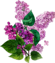 сирень, ветка сирени, акварельные цветы, весенние цветы, флористика, флора, цветы, lilac, lilac branch, watercolor flowers, spring flowers, spring, flowers, floristry, flieder, fliederzweig, aquarellblumen, frühlingsblumen, frühling, blumen, floristik, lilas, branche de lilas, fleurs aquarelles, fleurs de printemps, printemps, fleurs, art floral, flore, lila, rama lila, flores de acuarela, flores de primavera, floristería, lilla, ramo lilla, fiori ad acquerello, fiori primaverili, fiori, floristica, lilás, ramo lilás, flores em aquarela, flores da primavera, primavera, flores, floricultura, flora, бузок, гілка бузку, акварельні квіти, весняні квіти, весна, квіти, букет цветов