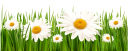ромашка, ромашковое поле, трава, ромашка луговая, полевые цветы, chamomile, chamomile field, grass, meadow, field flowers, kamille, kamille feld, gras, gänseblümchen, wiese, feld blumen, camomille, champ de camomille, herbe, daisy, pré, fleurs de champ, manzanilla, campo de la manzanilla, hierba, margarita, flores del campo, camomilla, campo di camomilla, erba, margherita, prato, fiori di campo, camomila, campo de camomila, grama, margarida, prado, flores de campo, ромашкове поле, ромашка лугова, польові квіти
