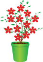 вазон, цветочный горшок, комнатное растение, цветы, флора, flower pot, houseplant, flowers, blumentopf, zimmerpflanze, blumen, pot de fleurs, pot de fleur, plante d'intérieur, fleurs, flore, maceta, planta de interior, vaso di fiori, pianta d'appartamento, fiori, flowerpot, vaso de flores, planta de casa, flores, flora, квітковий горщик, кімнатна рослина, квіти