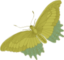 бабочка, насекомое, butterfly, insect, schmetterling, insekt, papillon, insecte, mariposa, insecto, farfalla, insetto, borboleta, inseto, метелик, комаха