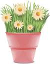 ромашка полевая, цветы, chamomile field, flower pot, flowers, gänseblümchenfeld, blumentopf, blumen, pâquerette, fleurs, campo de la margarita, maceta, margherita di campo, vaso di fiori, fiori, campo da margarida, vaso, flores, ромашка польова, вазон, квіти