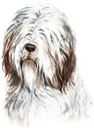 собака, бородатый колли, домашние животные, фауна, dog, bearded collie, pets, hund, bärtiger collie, haustiere, chien, colley barbu, animaux domestiques, faune, perro, mascotas, cane, collie barbuto, animali domestici, cachorro, collie barbudo, animais de estimação, fauna, пес, бородатий коллі, домашні тварини