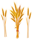 колоски пшеницы, хлеб, злаки, колосок, wheat spikes, cereals, spikelets, bread, weizenähren, getreide, ährchen, brot, epis de blé, céréales, épillets, pain, espigas de trigo, cereales, espiguillas, pan, spighe di grano, cereali, spighette, pane, picos de trigo, cereais, espetadas, pão, колоски пшениці, хліб