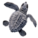 черепашка, морская черепаха, черепашонок, маленькая черепаха, turtle, sea turtle, little turtle, schildkröte, meeresschildkröte, kleine schildkröte, tortue, tortue de mer, petite tortue, tortuga, tortugas marinas, pequeña tortuga, tartaruga marina, piccola tartaruga, tartaruga, tartaruga de mar, cherepashonok, pequena tartaruga