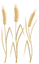 хлеб, злаки, колоски, пшеница, колосья пшеницы, хлебороб, bread, cereals, ears, wheat, ears of wheat, grain-grower, brot, getreide, ohren, weizen, weizenähren, getreidezüchter, pain, les céréales, les oreilles, le blé, les épis de blé, de céréales-récoltant, el pan, los cereales, las orejas, grano-cultivador, pane, cereali, orecchie, grano, spighe di grano, grano coltivatore, pão, cereais, orelhas, trigo, espigas de trigo, grão-produtor