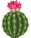 кактус, комнатное растение, зеленое растение, флора, houseplant, flowerpot, green plant, kaktus, zimmerpflanze, blumentopf, grünpflanze, plante d'intérieur, pot de fleur, plante verte, flore, planta de interior, maceta, cactus, pianta d'appartamento, vaso di fiori, pianta verde, cacto, planta de casa, vaso de plantas, planta verde, flora, кімнатна рослина, вазон, зелена рослина