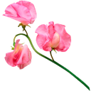 цветок львиный зев, распустившаяся ветка собачки, розовый цветок, flower of a snapdragon, a blossoming branch of a dog, a pink flower, löwenmäulchen blume, ausgewachsenen zweig hunde, rosa blume, snapdragon fleur, chiens épanouies branche, fleur rose, flor de boca de dragón, perros en toda regla rama, flor rosada, snapdragon fiori, cani in piena regola di filiale, fiore rosa, snapdragon flor, cães filial full-blown, flor-de-rosa