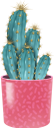 кактус, комнатное растение, зеленое растение, флора, houseplant, flowerpot, green plant, kaktus, zimmerpflanze, blumentopf, grünpflanze, plante d'intérieur, pot de fleur, plante verte, flore, planta de interior, maceta, cactus, pianta d'appartamento, vaso di fiori, pianta verde, cacto, planta de casa, vaso de plantas, planta verde, flora, кімнатна рослина, вазон, зелена рослина