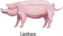 поросенок, свинья, домашние животные, парнокопытные, pig, domestic animals, artiodactyls, schwein, haustiere, paarhufer, porc, animaux domestiques, artiodactyles, cerdo, animales domésticos, maiale, animali domestici, artiodattili, porco, animais domésticos, artiodáctilos, порося, свиня, домашні тварини, парнокопитні