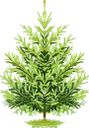 ёлка, ель, сосна, хвойное дерево, хвоя, зеленое растение, дерево, spruce, pine, conifer, needles, green plant, tree, fichte, kiefer, nadelbaum, nadeln, grüne pflanze, baum, épinette, pin, conifère, aiguilles, plante verte, arbre, agujas, árbol, abete rosso, pino, conifera, aghi, pianta verde, albero, abeto, pinho, conífera, agulhas, planta verde, árvore, ялинка, ялина, хвойне дерево, зелена рослина