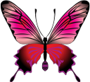 бабочка, насекомое, butterfly, insect, schmetterling, insekt, papillon, insecte, mariposa, insecto, farfalla, insetto, borboleta, inseto, метелик, комаха