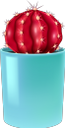 кактус, комнатное растение, зеленое растение, флора, houseplant, flowerpot, green plant, kaktus, zimmerpflanze, blumentopf, grünpflanze, plante d'intérieur, pot de fleur, plante verte, flore, planta de interior, maceta, cactus, pianta d'appartamento, vaso di fiori, pianta verde, cacto, planta de casa, vaso de plantas, planta verde, flora, кімнатна рослина, вазон, зелена рослина