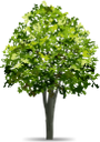 дерево, лиственное дерево, зеленое растение, tree, deciduous tree, green plant, baum, laubbaum, grüne pflanze, arbre, arbre à feuilles caduques, plante verte, árbol, árbol de hoja caduca, albero, latifoglia, pianta verde, árvore, árvore de folha caduca, planta verde, листяне дерево, зелена рослина