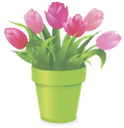 вазон, цветочный горшок, цветок тюльпан, flower pot, flower tulip, blumentopf, blume tulpe, vase, pot de fleur, fleur de tulipe, florero, maceta, flor del tulipán, vaso di fiori, tulipano, vaso, vaso de flores, tulipa flor