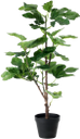 вазон, комнатное растение, зеленая листва, зеленое растение, vase, houseplant, green foliage, green plant, blumentopf, zimmerpflanze, grüne blätter, grüne pflanze, pot de fleurs, plantes d'intérieur, feuillage vert, plante verte, maceta, planta de interior, follaje verde, vaso di fiori, pianta d'appartamento, fogliame verde, pianta verde, flowerpot, planta de casa, folhagem verde, planta verde, кімнатна рослина, зелене листя, зелена рослина