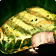 inv, misc, food, 78