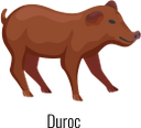 поросенок, свинья, домашние животные, парнокопытные, pig, domestic animals, artiodactyls, schwein, haustiere, paarhufer, porc, animaux domestiques, artiodactyles, cerdo, animales domésticos, maiale, animali domestici, artiodattili, porco, animais domésticos, artiodáctilos, порося, свиня, домашні тварини, парнокопитні