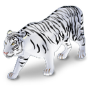 white, tiger