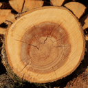 текстура дерево, срез дерева, годовые кольца дерева, texture tree, cut tree, annual tree rings, holzstruktur, geschlagenes holz, baumringe, la texture du bois, couper du bois, des anneaux d'arbres, textura de madera, madera cortada, anillos de los árboles, struttura di legno, legno tagliato, gli anelli degli alberi, textura de madeira, madeira cortada, anéis de árvores, зріз дерева, річні кільця дерева
