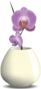 вазон, цветочный горшок, комнатное растение, цветы, флора, flower pot, houseplant, flowers, blumentopf, zimmerpflanze, blumen, pot de fleurs, pot de fleur, plante d'intérieur, fleurs, flore, maceta, planta de interior, vaso di fiori, pianta d'appartamento, fiori, flowerpot, vaso de flores, planta de casa, flores, flora, квітковий горщик, кімнатна рослина, квіти