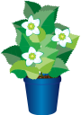 вазон, цветочный горшок, комнатное растение, цветы, флора, flower pot, houseplant, flowers, blumentopf, zimmerpflanze, blumen, pot de fleurs, pot de fleur, plante d'intérieur, fleurs, flore, maceta, planta de interior, vaso di fiori, pianta d'appartamento, fiori, flowerpot, vaso de flores, planta de casa, flores, flora, квітковий горщик, кімнатна рослина, квіти