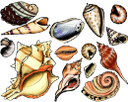 ракушка, панцирь моллюска, морские ракушки, shellfish, shellfish shell, sea shells, schale, schale mollusken, muscheln, coquille, coquille mollusque, coquillages, cáscara, conchas marinas, shell mollusco, conchiglie, shell, molusco concha, conchas, мушля, панцир молюска, морські мушлі
