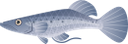 морская рыба, океаническая рыба, морские обитатели, морская фауна, рыбы, морепродукты, marine fish, ocean fish, marine life, marine fauna, fish, seafood, meeresfische, meereslebewesen, meeresfauna, fische, meeresfrüchte, poisson marin, poisson océanique, vie marine, faune marine, poisson, fruits de mer, peces marinos, peces oceánicos, vida marina, peces, mariscos, pesci marini, pesci oceanici, vita marina, fauna marina, pesci, frutti di mare, peixes marinhos, peixes do oceano, vida marinha, fauna marinha, peixes, frutos do mar, морська риба, океанічна риба, морські мешканці, морська фауна, риби, морепродукти