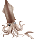 кальмар, морепродукты, еда, морская фауна, squid, seafood, food, marine life, tintenfisch, meeresfrüchte, nahrung, meereslebewesen, calmar, fruits de mer, nourriture, vie marine, calamar, marisco, vida marina, calamari, frutti di mare, cibo, vita marina, lulas, frutos do mar, comida, vida marinha, морепродукти, їжа, морська фауна