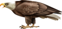 белоголовый орлан, хищная птица, семейство ястребиных, американская птица, птицы, bald eagle, bird of prey, hawk family, american bird, symbol of america, birds, weißkopfseeadler, greifvogel, falkenfamilie, amerikanischer vogel, symbol von amerika, vögel, pygargue à tête blanche, oiseau de proie, famille des faucons, oiseau américain, symbole de l'amérique, oiseaux, águila calva, ave de rapiña, familia halcón, ave americana, símbolo de américa, pájaros, aquila calva, rapace, famiglia del falco, uccello americano, simbolo dell'america, uccelli, águia careca, ave de rapina, família de falcão, pássaro americano, símbolo da américa, pássaros, білоголовий орлан, хижий птах, сімейство яструбиних, американська птиця, символ америки, птиці