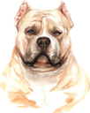 собака, американский булли, домашние животные, фауна, dog, pets, hund, haustiere, chien, bulli américain, animaux domestiques, faune, perro, mascotas, cane, bulli americano, animali domestici, cachorro, american bulli, animais de estimação, fauna, пес, американський буллі, домашні тварини