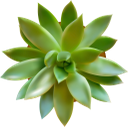 кактус, комнатное растение, зеленое растение, флора, houseplant, flowerpot, green plant, kaktus, zimmerpflanze, blumentopf, grünpflanze, plante d'intérieur, pot de fleur, plante verte, flore, planta de interior, maceta, cactus, pianta d'appartamento, vaso di fiori, pianta verde, cacto, planta de casa, vaso de plantas, planta verde, flora, кімнатна рослина, вазон, зелена рослина