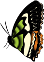 бабочка, насекомое, butterfly, insect, schmetterling, insekt, papillon, insecte, mariposa, insecto, farfalla, insetto, borboleta, inseto, метелик, комаха
