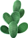 кактус, комнатное растение, зеленое растение, флора, houseplant, flowerpot, green plant, kaktus, zimmerpflanze, blumentopf, grünpflanze, plante d'intérieur, pot de fleur, plante verte, flore, planta de interior, maceta, cactus, pianta d'appartamento, vaso di fiori, pianta verde, cacto, planta de casa, vaso de plantas, planta verde, flora, кімнатна рослина, вазон, зелена рослина