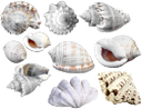 ракушка, панцирь моллюска, морские ракушки, shellfish, shellfish shell, sea shells, schale, schale mollusken, muscheln, coquille, coquille mollusque, coquillages, cáscara, conchas marinas, shell mollusco, conchiglie, shell, molusco concha, conchas, мушля, панцир молюска, морські мушлі