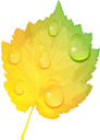 желтый лист, осенние листья, осень, осенний лист, листок дерева, листопад, yellow leaf, autumn, autumn leaves, a leaf of a tree, falling leaves, gelbes blatt, herbst, herbstlaub, ein blatt eines baums, fallende blätter, feuille jaune, automne, feuilles d'automne, une feuille d'un arbre, feuilles qui tombent, hoja amarilla, otoño, hojas de otoño, una hoja de un árbol, hojas caídas, foglia gialla, autunno, foglie di autunno, una foglia di un albero, foglie che cadono, folha amarela, outono, folhas de outono, uma folha de uma árvore, folhas caindo, жовтий лист, осіннє листя, осінь, осінній лист, листя дерева