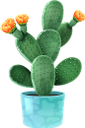 кактус, комнатное растение, зеленое растение, флора, houseplant, flowerpot, green plant, kaktus, zimmerpflanze, blumentopf, grünpflanze, plante d'intérieur, pot de fleur, plante verte, flore, planta de interior, maceta, cactus, pianta d'appartamento, vaso di fiori, pianta verde, cacto, planta de casa, vaso de plantas, planta verde, flora, кімнатна рослина, вазон, зелена рослина