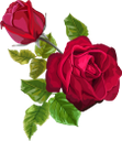 роза, цветок розы, красная роза, бутон розы, цветы, красный цветок, флористика, красный, зеленое растение, флора, rose flower, red rose, rosebud, flowers, floristry, red flower, red, green plant, rosenblume, rot, rosenblüte, rote rose, rosenknospe, blumen, floristik, rote blume, rote, grüne pflanze, rose, fleur rose, rose rouge, bouton de rose, fleurs, fleuriste, fleur rouge, rouge, plante verte, flore, rosa roja, capullo de rosa, floristería, flor roja, rojo, fiore di rosa, rosa rossa, bocciolo di rosa, fiori, floristica, fiore rosso, rosso, pianta verde, rosa, flor rosa, rosa vermelha, botão de rosa, flores, floricultura, flor vermelha, vermelha, planta verde, flora, троянда, квітка троянди, червона троянда, бутон троянди, квіти, червона квітка, червоний, зелена рослина