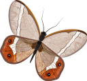 бабочка, насекомые, фауна, butterfly, insects, schmetterling, insekten, papillon, insectes, faune, mariposa, insectos, farfalla, insetti, borboleta, insetos, fauna, метелик, комахи
