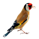 дрозд, певчий дрозд, птица с красной головой - cкачать бесплатно рендер  Птицы на Artage.io