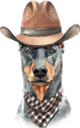 собака, доберман пинчер, домашние животные, фауна, dog, doberman pinscher, pets, hund, dobermann pinscher, haustiere, chien, animaux domestiques, faune, perro, mascotas, cane, animali domestici, cão, animais de estimação, fauna, пес, доберман пінчер, домашні тварини