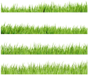 флора, зеленая трава, green grass, grünes gras, flore, herbe verte, la flora, la hierba verde, erba verde, flora, grama verde