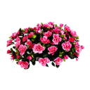камелия, букет камелии, розовая камелия, цветущая камелия, camellia, camellia bouquet, pink camellia, flowering camellia, kamelie, blume kamelie, rosa kamelie, kamelie blooming, fleur de camélia, camélia rose, camélia floraison, flor de camelia, camelia rosada, floración de la camelia, camelia, fiore camelia, camelia rosa, fioritura camelia, camélia, flor camélia, camélia cor de rosa, flores de camélia