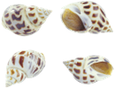ракушка, панцирь моллюска, морские ракушки, shellfish, shellfish shell, sea shells, schale, schale mollusken, muscheln, coquille, coquille mollusque, coquillages, cáscara, conchas marinas, shell mollusco, conchiglie, shell, molusco concha, conchas, мушля, панцир молюска, морські мушлі