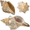 ракушка, панцирь моллюска, морские ракушки, shellfish, shellfish shell, sea shells, schale, schale mollusken, muscheln, coquille, coquille mollusque, coquillages, cáscara, conchas marinas, shell mollusco, conchiglie, shell, molusco concha, conchas, мушля, панцир молюска, морські мушлі