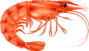 креветка, морепродукты, еда, морская фауна, shrimp, seafood, food, marine life, garnelen, meeresfrüchte, lebensmittel, meereslebewesen, crevettes, fruits de mer, nourriture, vie marine, camarones, mariscos, vida marina, gamberetti, frutti di mare, cibo, vita marina, camarão, frutos do mar, comida, vida marinha, морепродукти, їжа, морська фауна