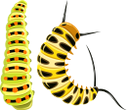 гусеница, сороконожка, насекомые, фауна, caterpillar, centipede, insects, raupe, tausendfüßler, insekten, chenille, mille-pattes, insectes, faune, oruga, ciempiés, insectos, bruco, millepiedi, insetti, lagarta, centopéia, insetos, fauna, гусінь, сороконіжка, комахи